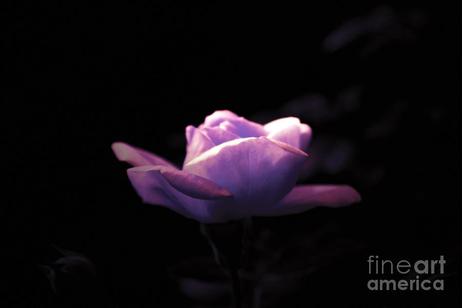 Rose Photograph - Purple rose by Lali Kacharava
