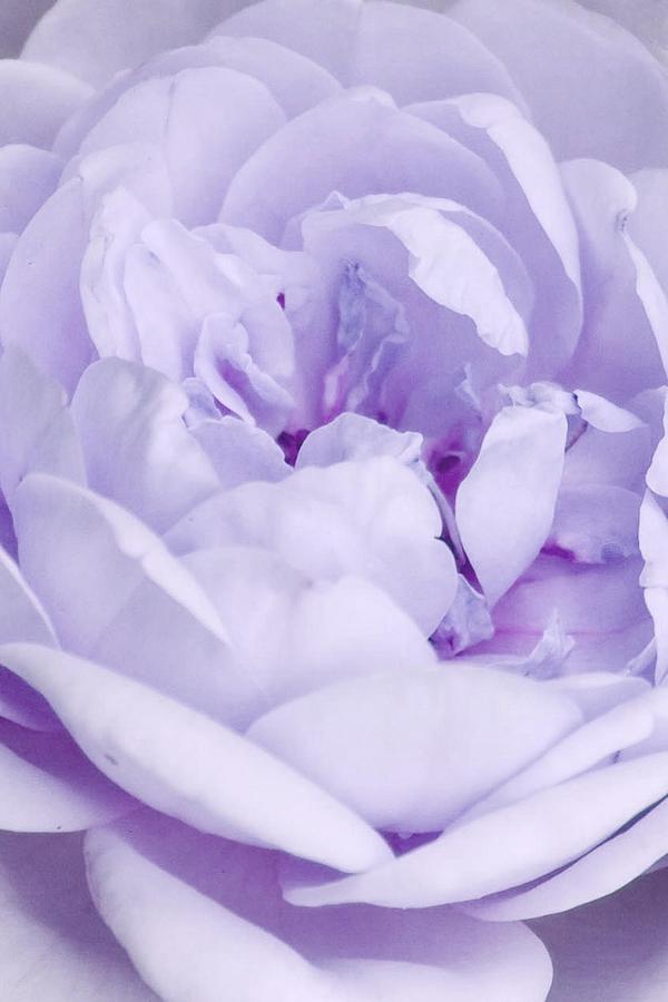 Nature Photograph - Purple Rose by Laura OConnell