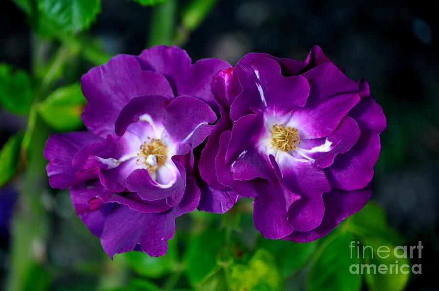 Nature Photograph - Purple Rose by M J