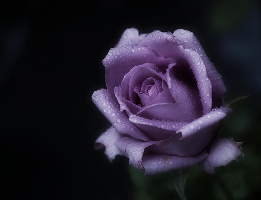 Purple Rose of Monday Photograph by Richard Cummings