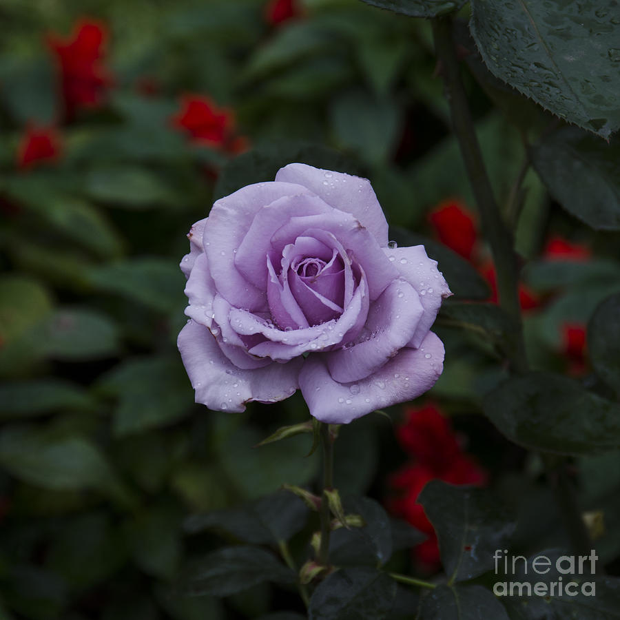 Purple Rose Digital Art by Pravine Chester
