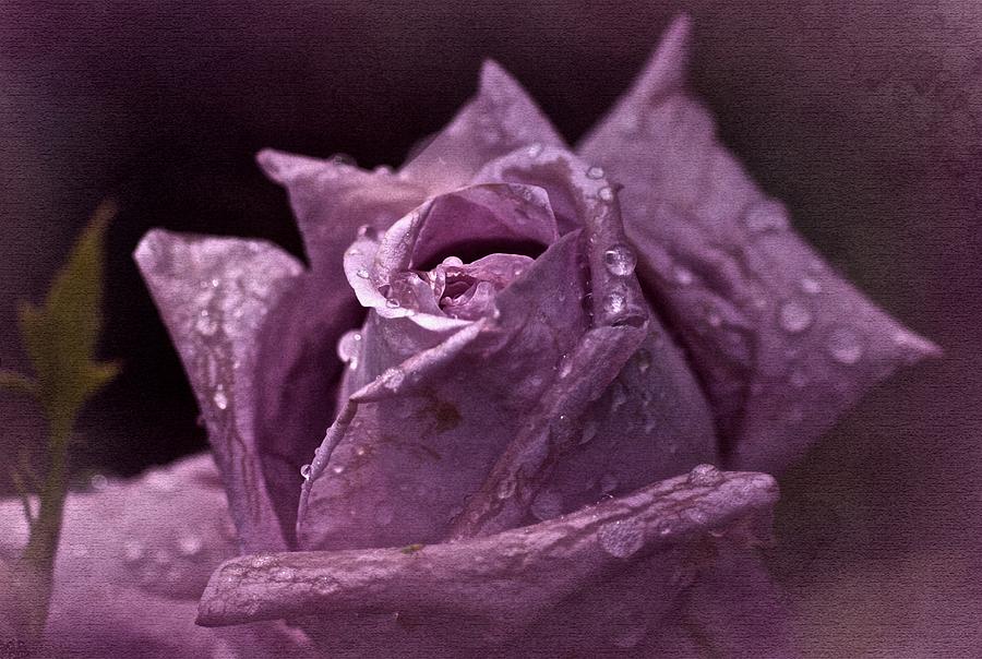 Purple Rose Photograph by Richard Cummings