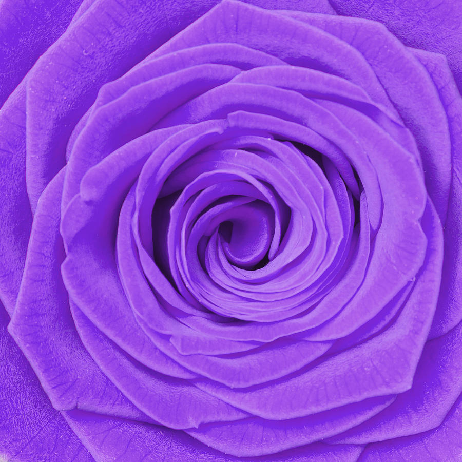 Purple Rose Photograph by Semmick Photo