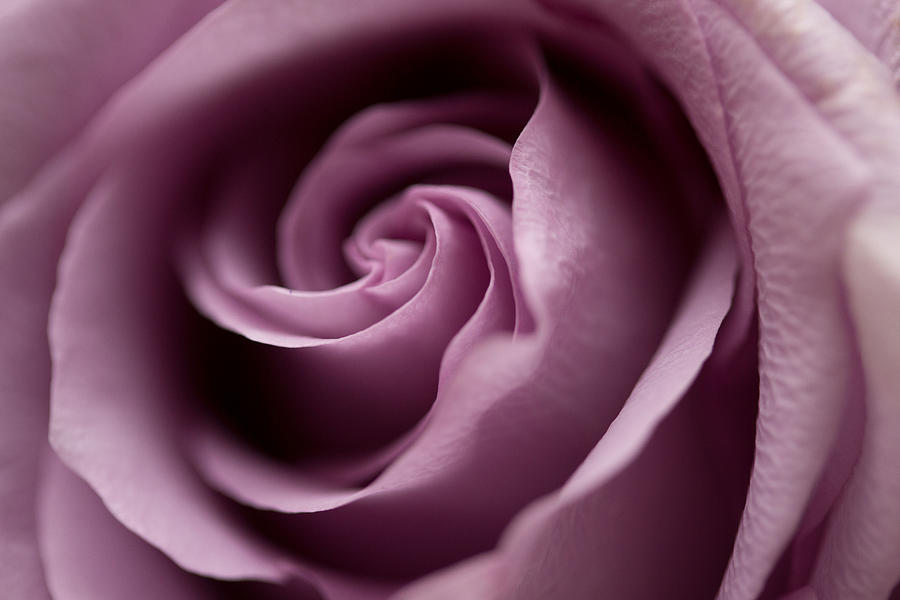 Purple Rose Photograph by Susan Jensen