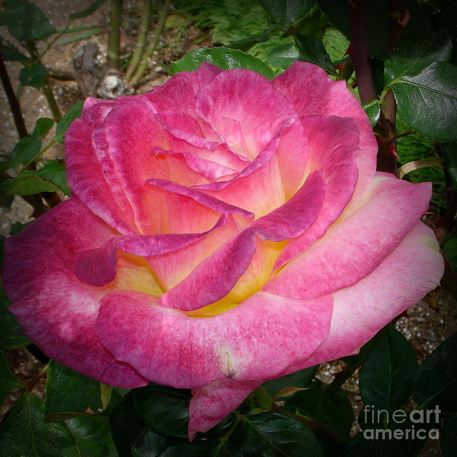 Purple Rose Photograph by Tatyana Searcy