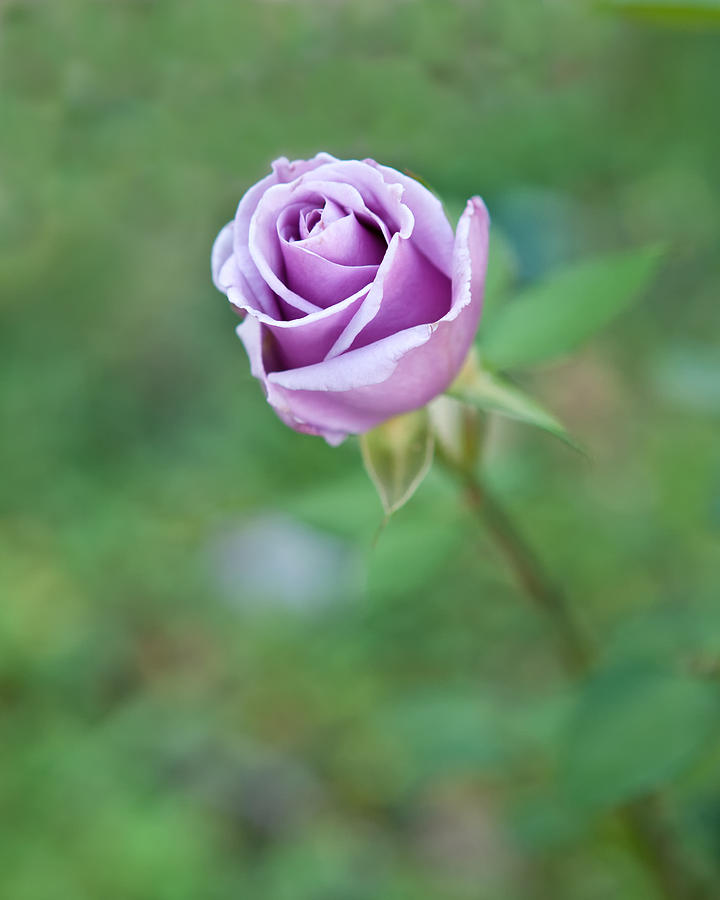 Nature Photograph - Purple Rose by Thomas Hall