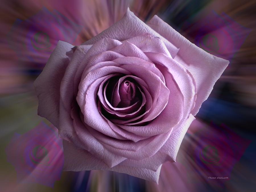 Purple Rose Photograph by Thomas Woolworth
