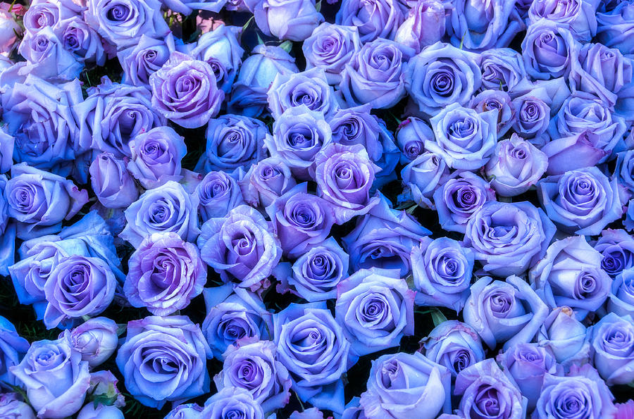 purple and blue roses