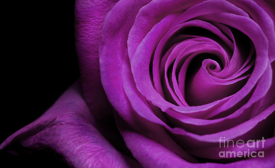Purple Roses Photograph - Purple Roses closeup by Boon Mee