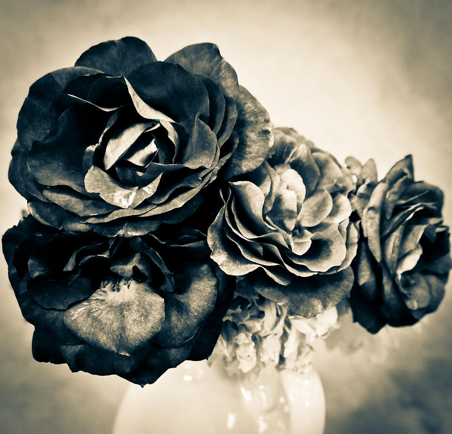 Purple Roses in Black and White Photograph by Ronda Broatch