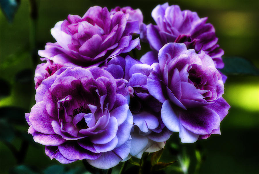 Purple Roses Photograph by Ludmila Nayvelt - Fine Art America