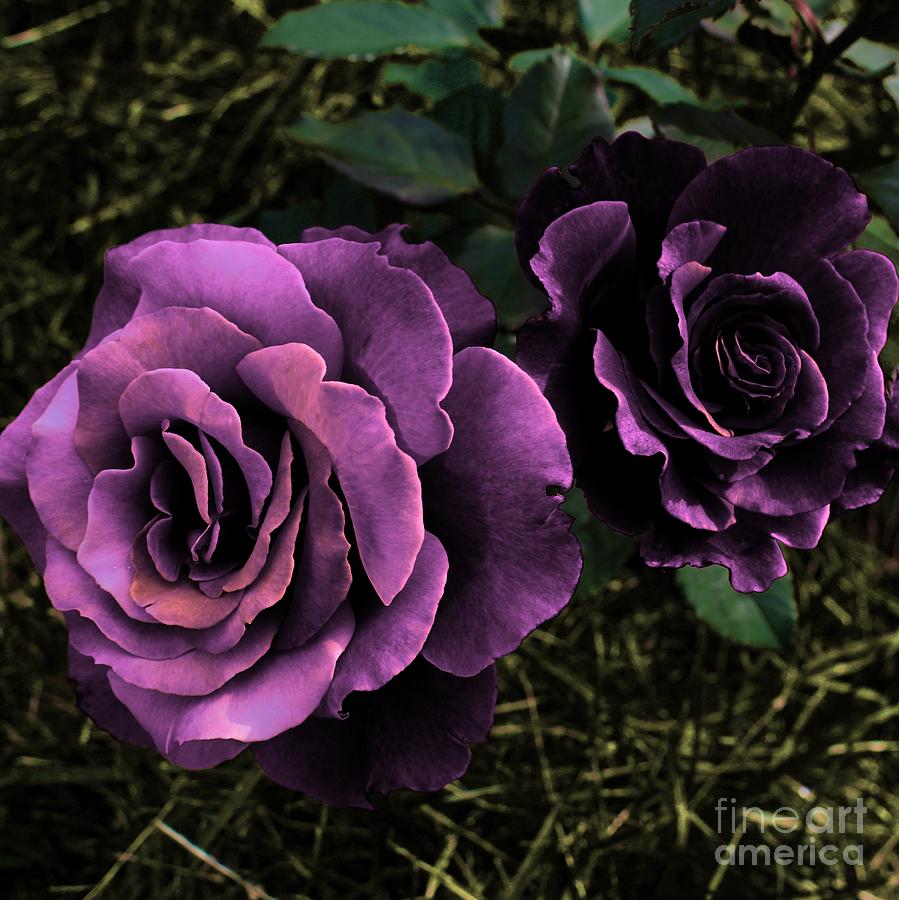Purple Roses Square Photograph by Barbara A Griffin