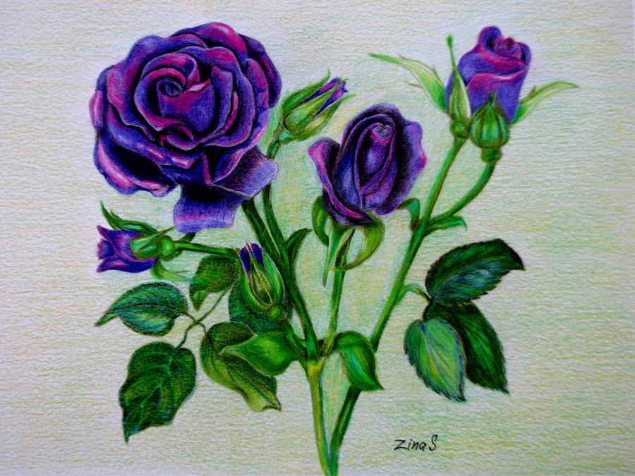 Purple roses Drawing by Zina Stromberg