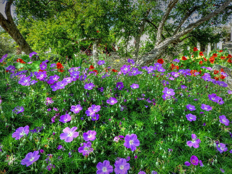 Purple Rozanne Geraniums 001 Photograph by Lance Vaughn