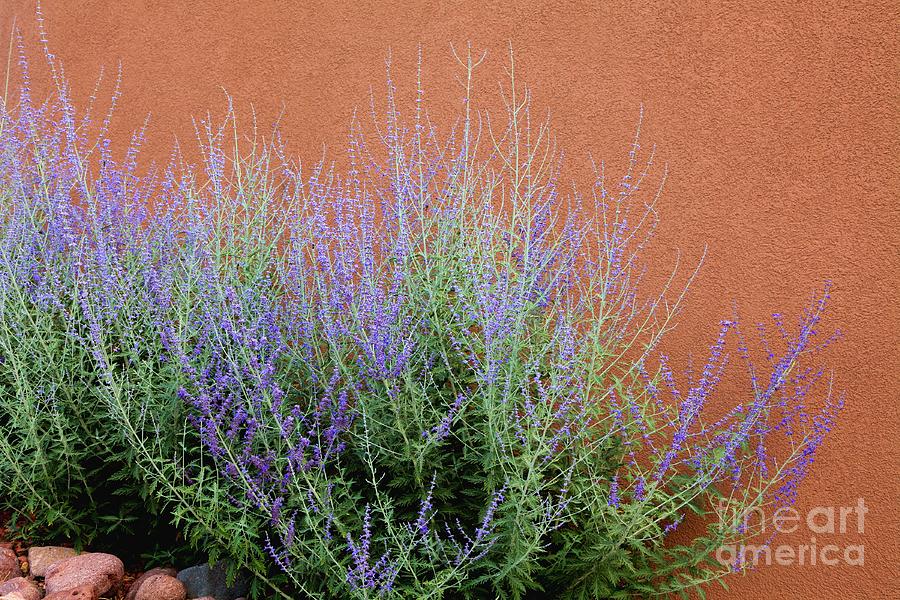 Purple Sage and Adobe Wall Photograph by Pattie Calfy