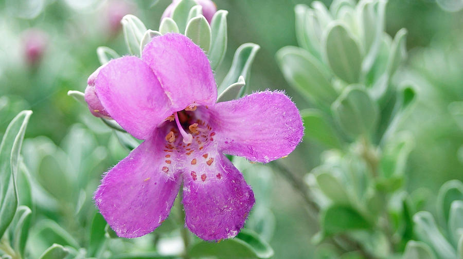 Purple Sage Bloom Photograph by Lauren Gage - Fine Art America