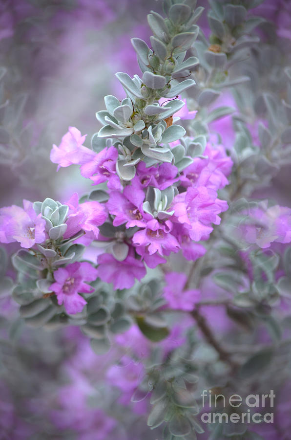 Purple Sage Photograph by Deb Halloran