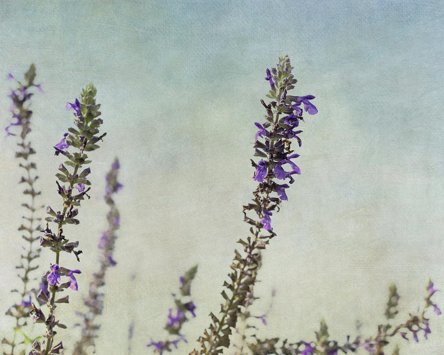 Purple Salvia Flowers Photograph by Carol Wood