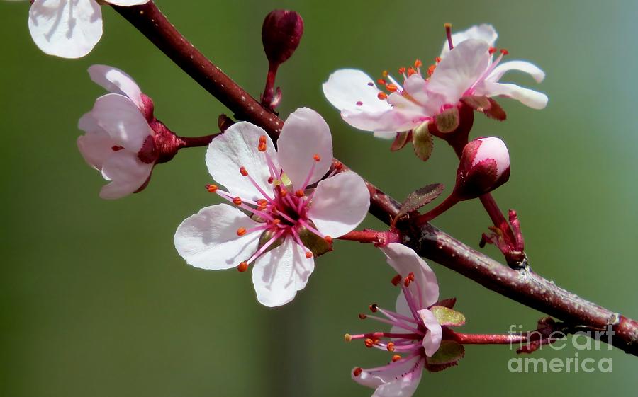 Purple Sand Cherry Photograph by Michele Penner