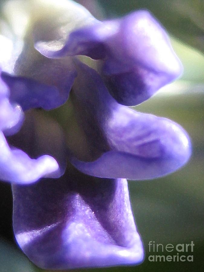 Purple Satin - Spring - Flower Photograph by Susan Carella