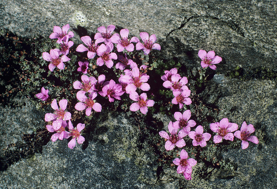 purple saxifrage drawing