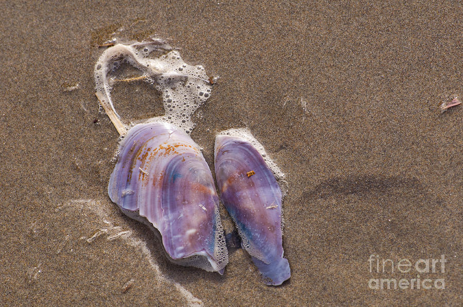 Shell Photograph - Purple Sea Shell by M J