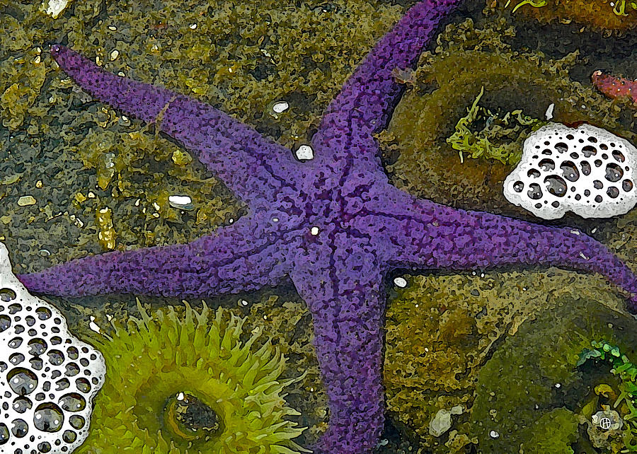 Purple Sea Star and Friends Digital Art by Gary Olsen-Hasek