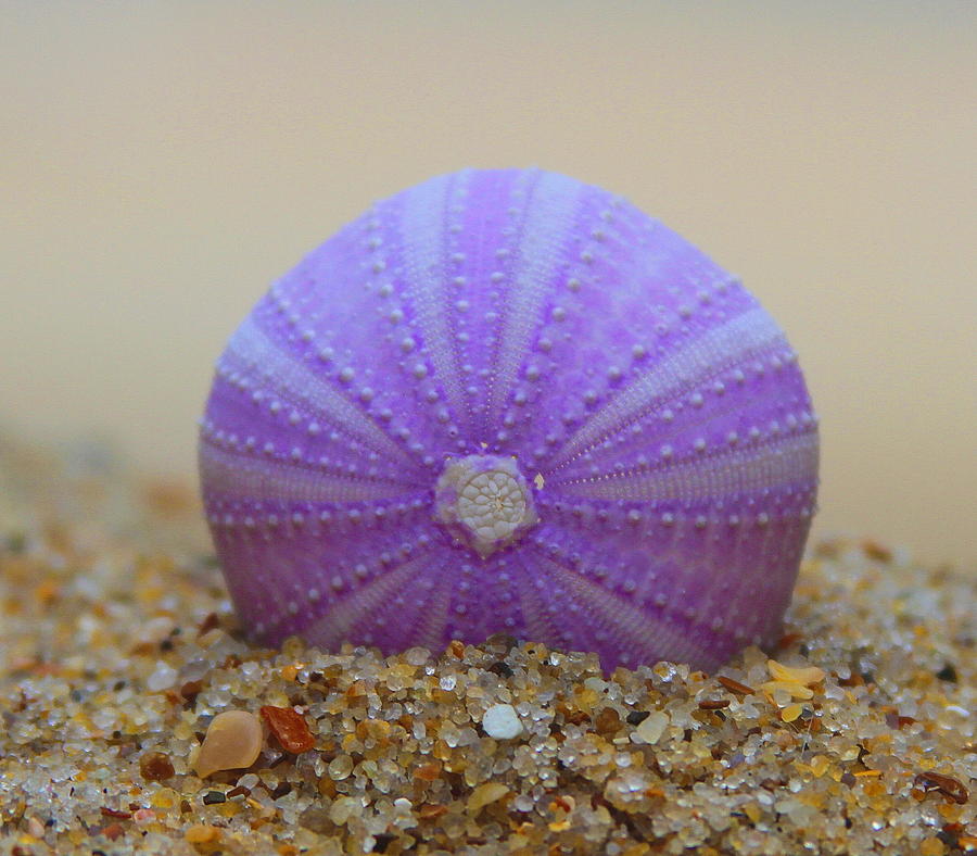 Shell Photograph - Purple Sea Urchin 2 by Cathy Lindsey