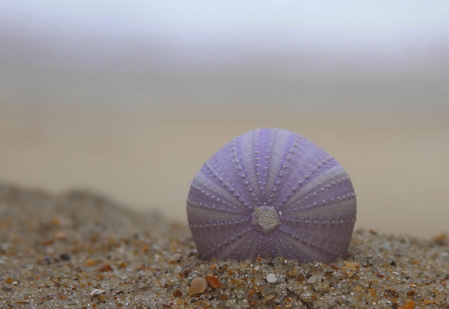Shell Photograph - Purple Sea Urchin  by Cathy Lindsey