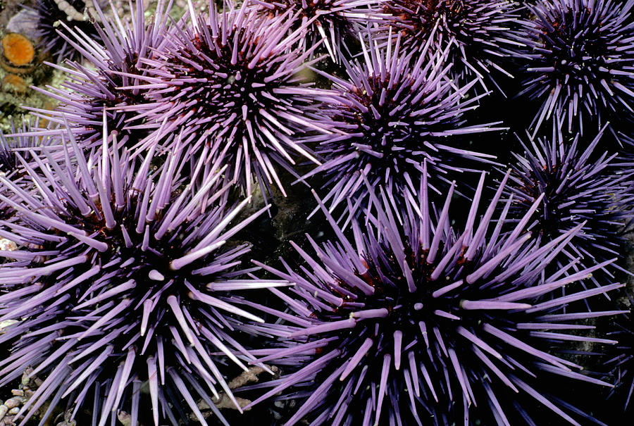 Purple Sea Urchins Photograph by Jeff Rotman