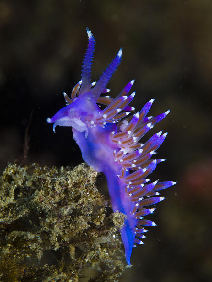 Purple seaslug Photograph by A. Martin UW Photography
