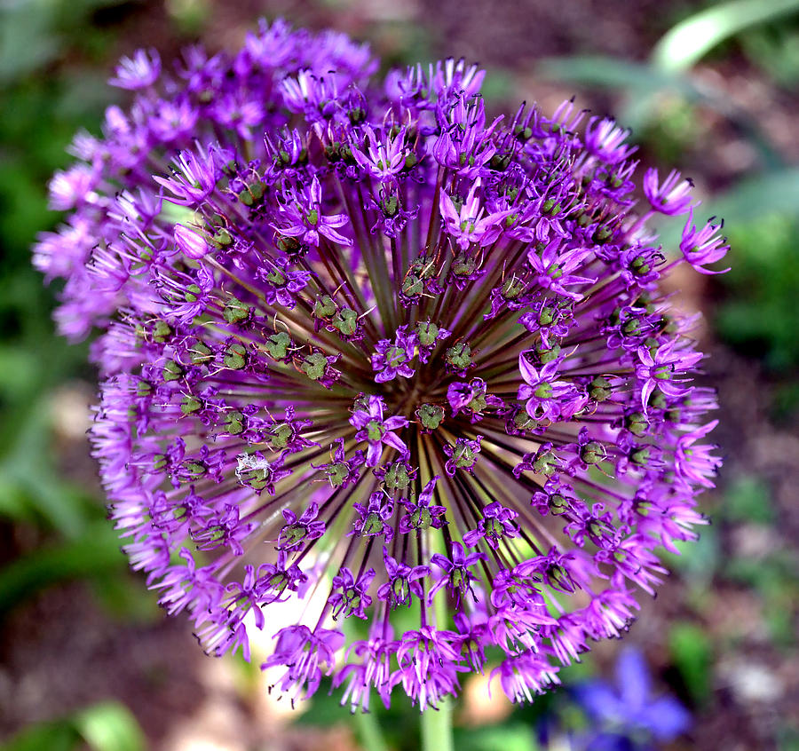 Purple Sensation Allium Photograph by Deena Stoddard