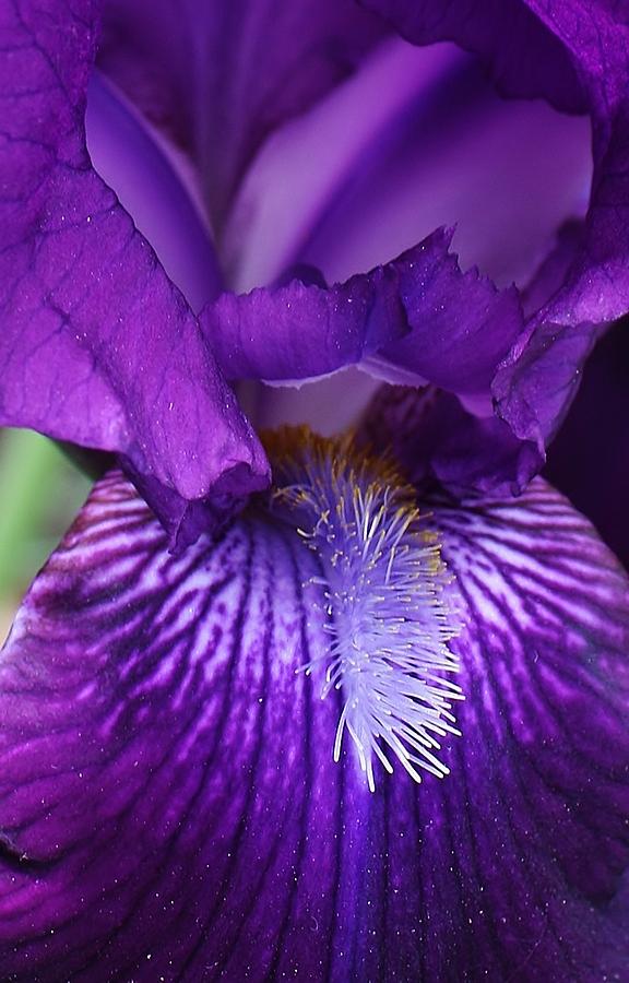 Purple Sensation Photograph by Bruce Bley