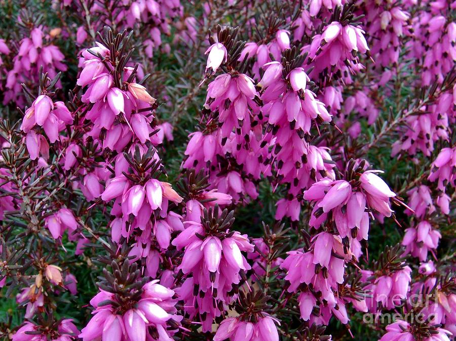 Purple Shade of Heather Photograph by Hominy Valley Photography