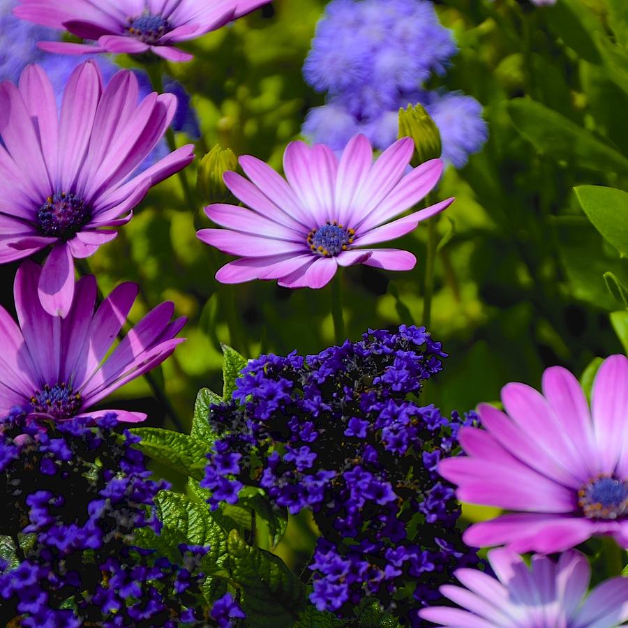 Flower Photograph - Purple Shades by Corinne Rhode