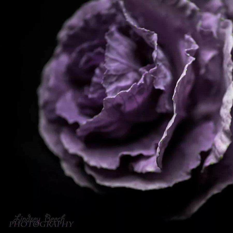 Purple Shadow Photograph by Lindsey Beech - Fine Art America