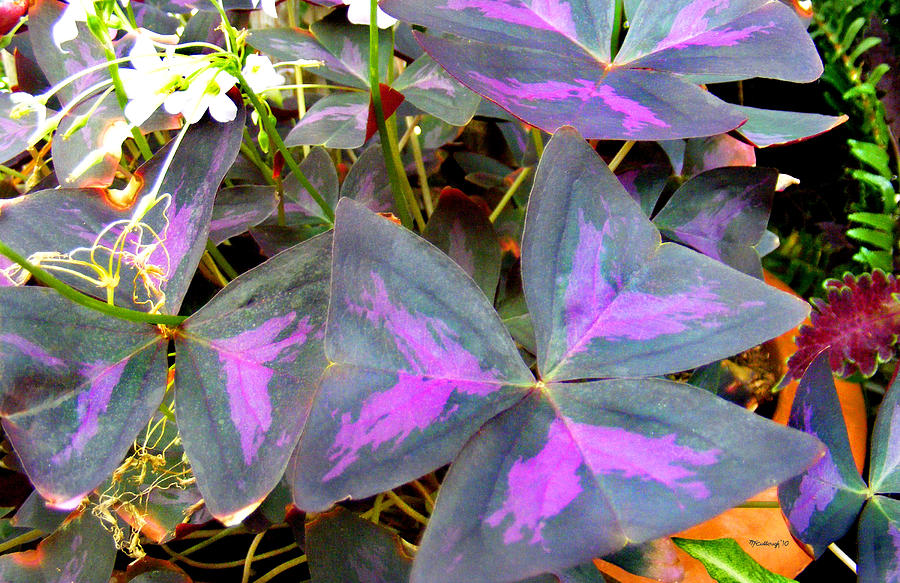 Purple Shamrock Photograph by Duane McCullough