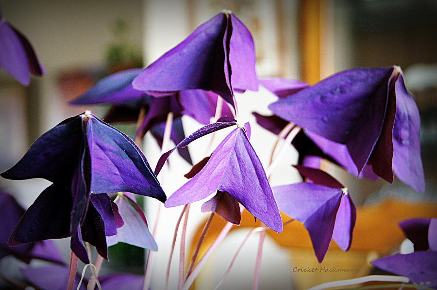 Purple Shamrocks Photograph by Cricket Hackmann