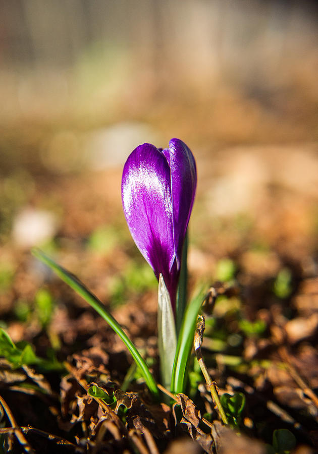 Flowers Still Life Photograph - Purple Shiny Crocus by Douglas Barnett