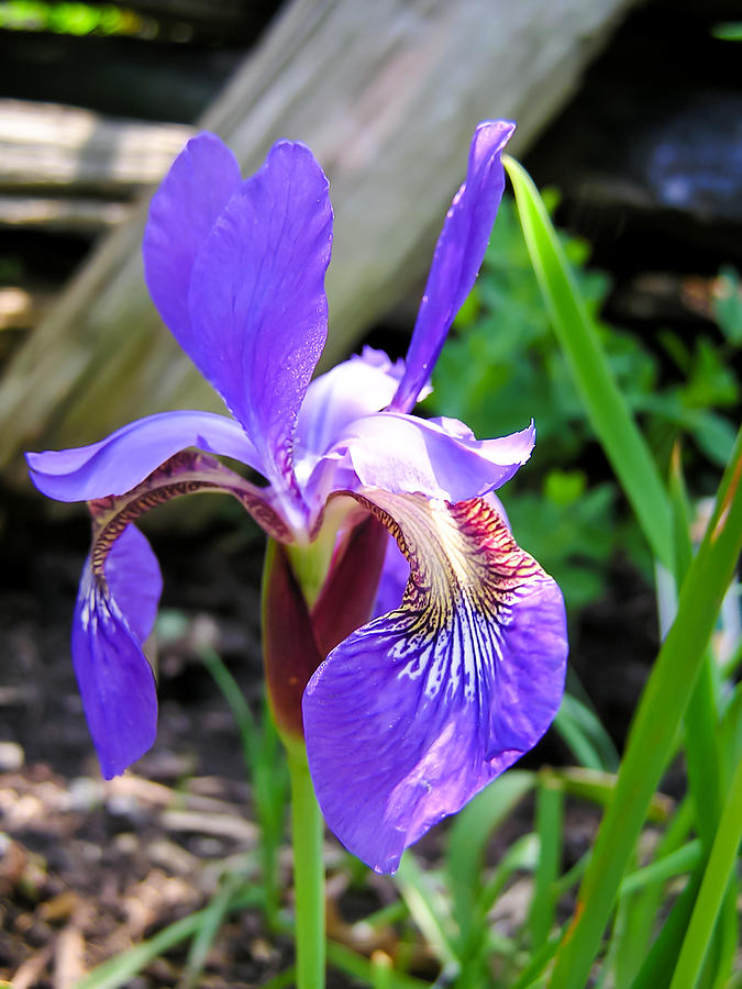 Iris Photograph - Purple Siberian Iris by Cynthia Woods