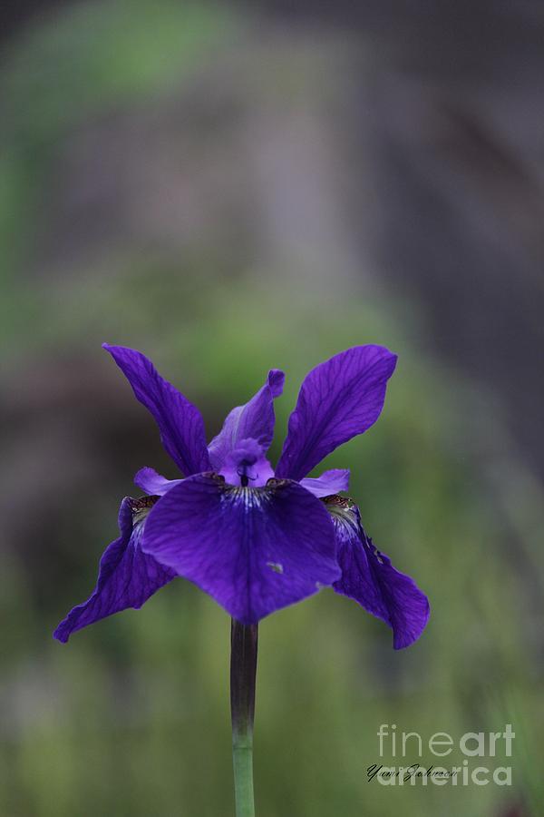 Purple Siberian Iris Photograph by Yumi Johnson