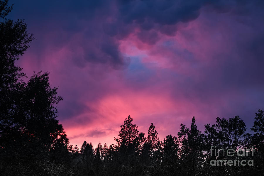 Nature Photograph - Purple Skies by Dan Julien