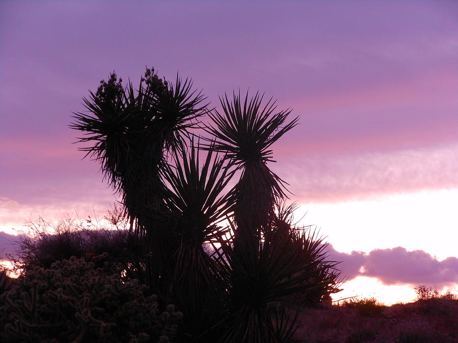 Purple Sky In The Mohave Photograph by James Welch - Pixels