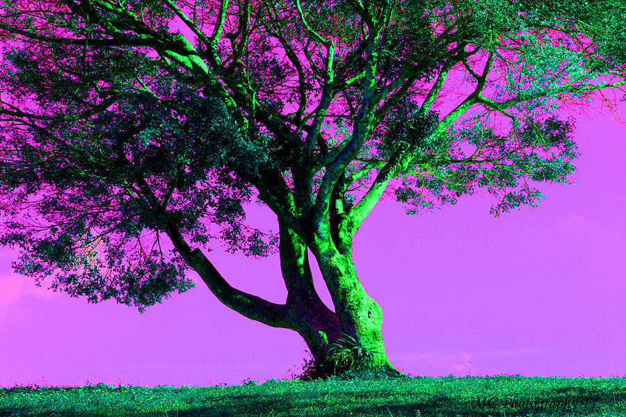 Tree Photograph - Purple Sky Tree by Marty Gayler Tree Photograph - Purple Sky Tree by Marty Gayler
