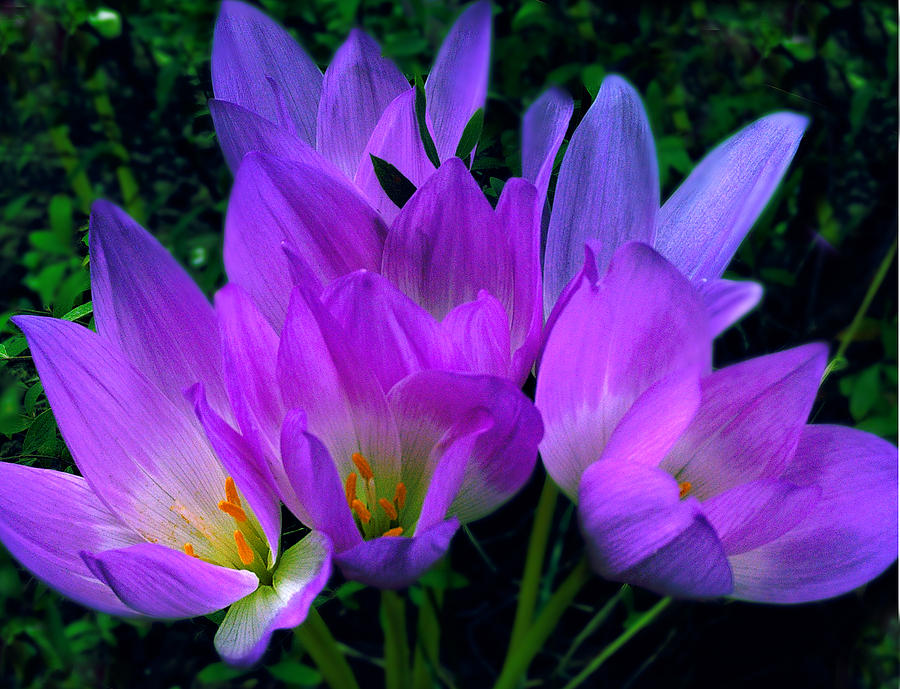 Purple soft Photograph by Irina Effa