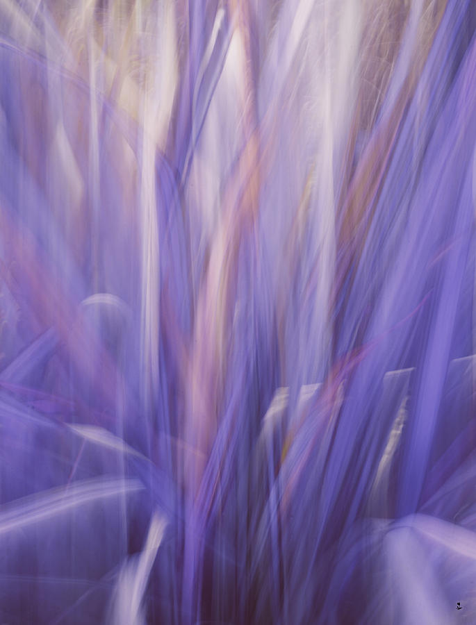 Nature Photograph - Purple Soft by Minartesia