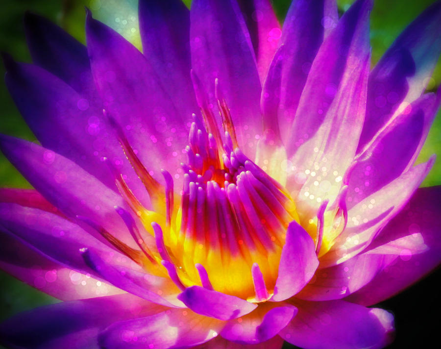 Purple Sparkle Lotus flower Photograph by Alma Yamazaki