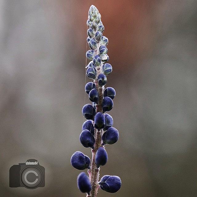Purple Spike #flowersbydl Photograph by David Lopez