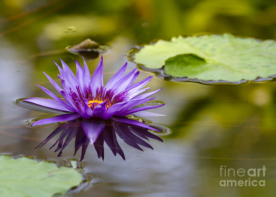 Purple Spiked Water Lily Photograph by Sabrina L Ryan