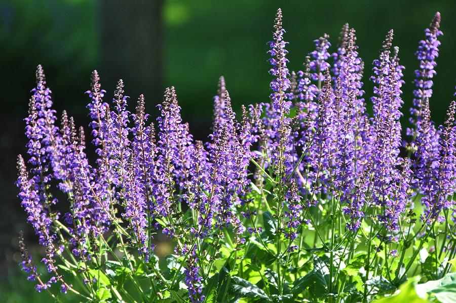 Purple Spikes Photograph by Barbara Stellwagen - Pixels